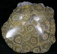 Polished Fossil Coral Head - Morocco #22337-1
